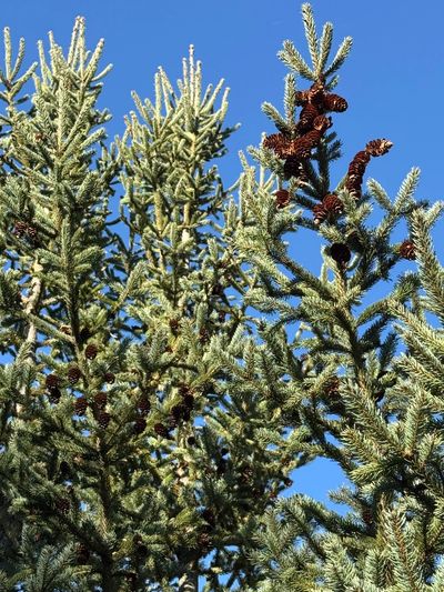 Pine tree branches with cones against a clear blue sky.