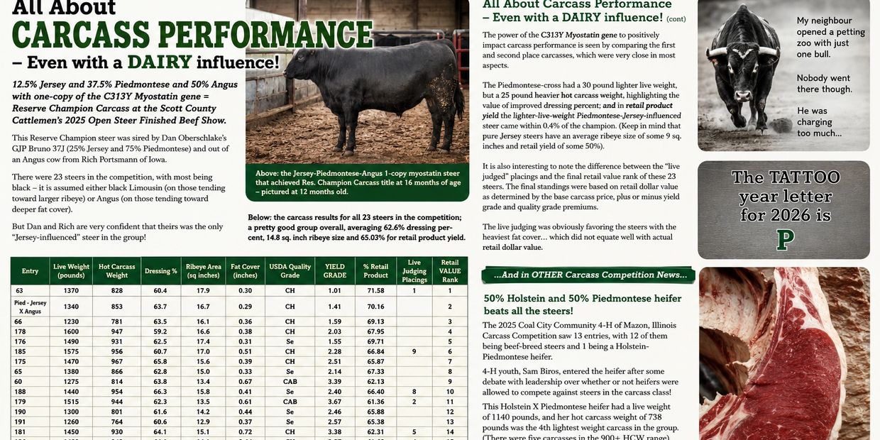 Detailed carcass performance report of Jersey-Piedmontese-Angus steer with dairy influence.