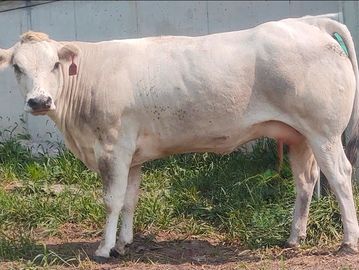 White cow standing on grass.