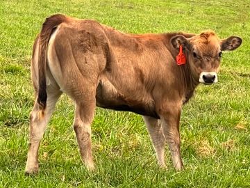 A young brown calf standing on green grass.