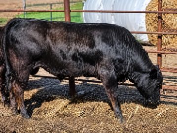 A black calf feeding in a pen.