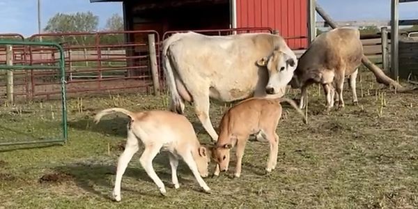 A cow and two calves in a farmyard near a red barn.