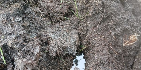 Close-up of muddy soil with roots and water puddles inside a dug hole.