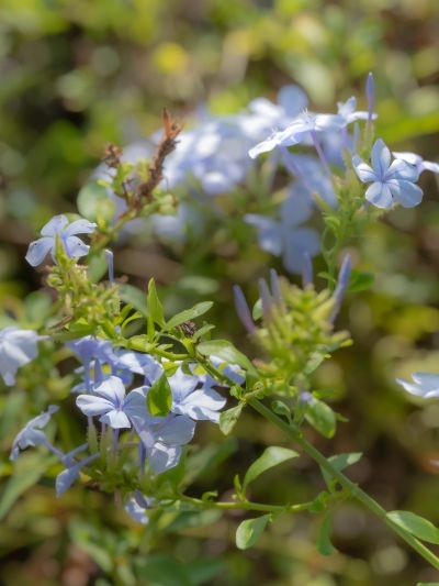 Delicate light blue flowers in natural sunlight.