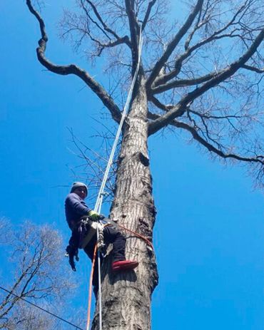 Everest Tree Care Ridgefield, CT
Everest Cutting
Everest Stump Grinding
Everest Tree Inspection