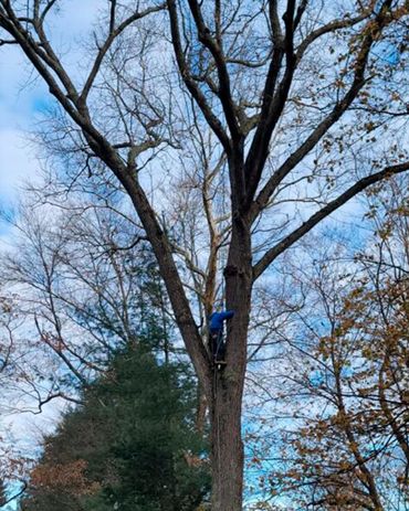 Everest Tree Care Ridgefield, CT
Everest Cutting
Everest Stump Grinding
Everest Tree Inspection