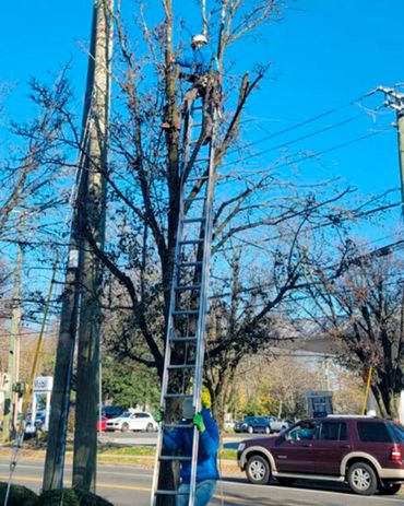 Everest Tree Care Ridgefield, CT
Everest Cutting
Everest Stump Grinding
Everest Tree Inspection