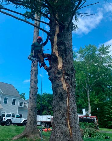 Everest Tree Care Ridgefield, CT
Everest Cutting NY
Tree Inspection CT