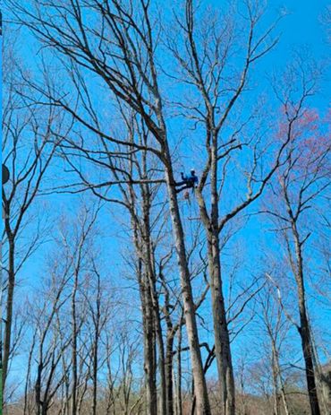 Everest Tree Care Ridgefield, CT
Everest Cutting
Everest Stump Grinding
Everest Tree Inspection