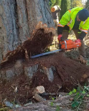 Everest Tree Care Ridgefield, CT
Everest Cutting
Everest Stump Grinding
Everest Tree Inspection