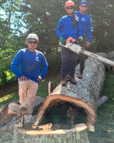 Everest Tree Care Ridgefield, CT
Tree Service Ridgefield CT