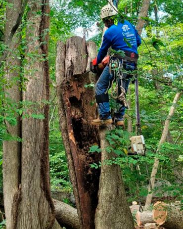 Everest Tree Care Ridgefield, CT
Everest Cutting
Everest Stump Grinding
Everest Tree Inspection