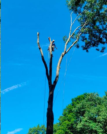 Everest Tree Care Ridgefield, CT
Everest Cutting
Everest Stump Grinding
Everest Tree Inspection