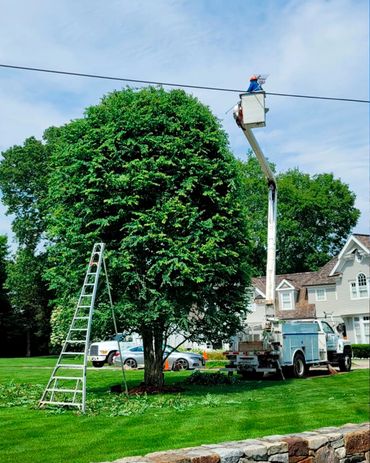 Everest Tree Care Ridgefield, CT
Everest Cutting
Stump Grinding Ridgefield
Everest Tree Inspection