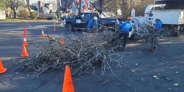 Everest Tree Care Winter Prep, Ridgefield CT