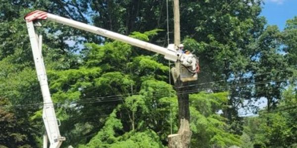 Everest Tree Care Ridgefield CT
Tree Bucket Truck, Tree Cabling