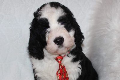 Bernedoodles Gracefuldoodles