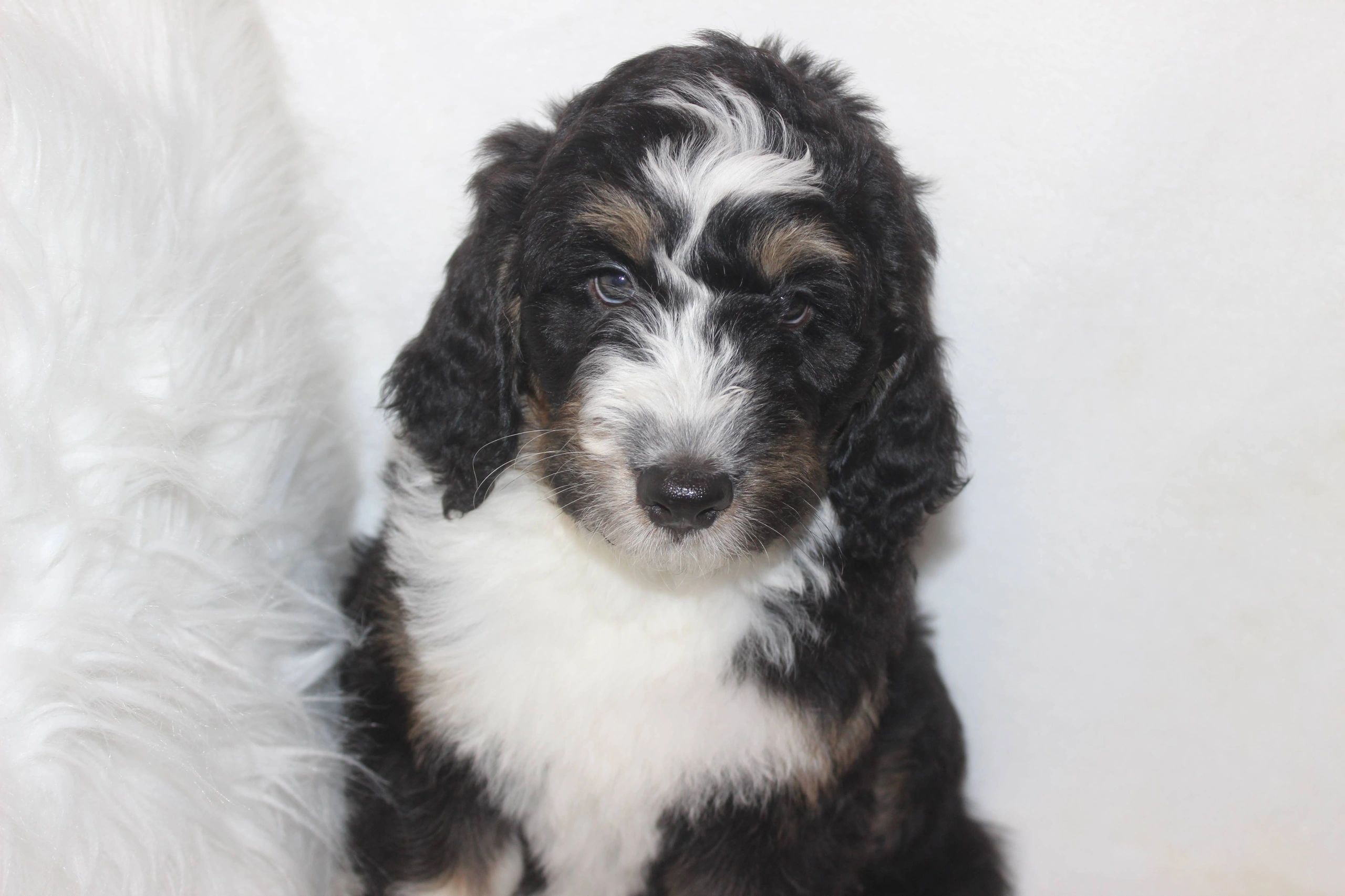 elevage goldendoodle miniature