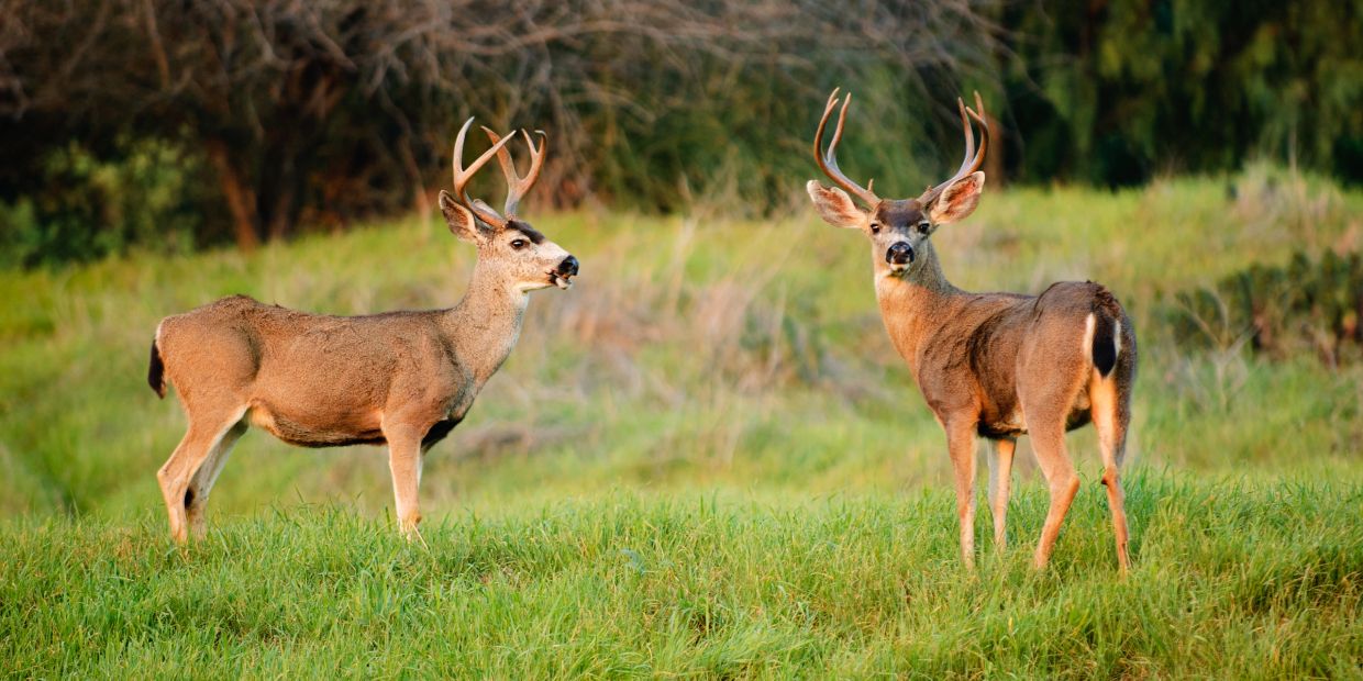 Two bucks standing on green grass.