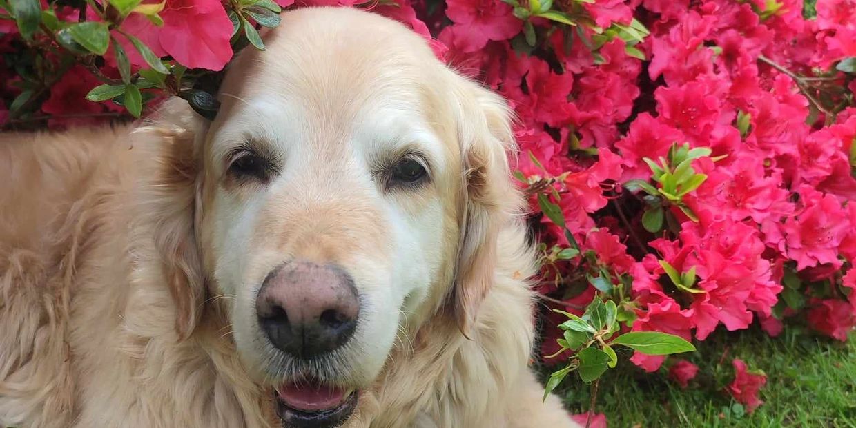 A serene landscape featuring a sunset over rolling hills and a calm lake reflecting the colorful sky.