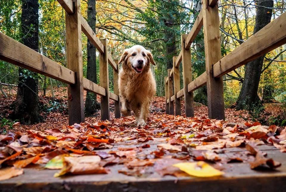 Golden retriever walking on a wooden bridge covered with autumn leaves.