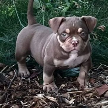 American Bully Pup