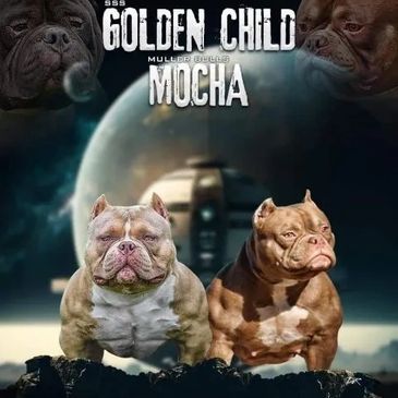 Americn Bullies  MOCHA  and Golden Child