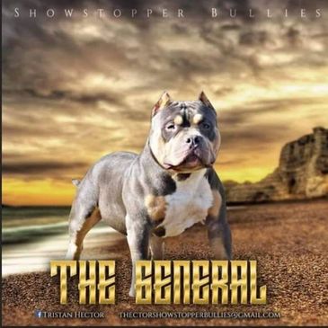 American bully ABKC registered the General stud