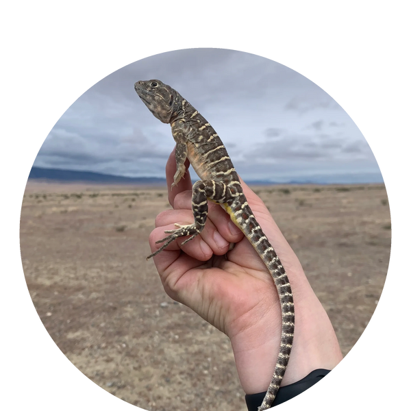 Bluntnosed Leopard Lizard