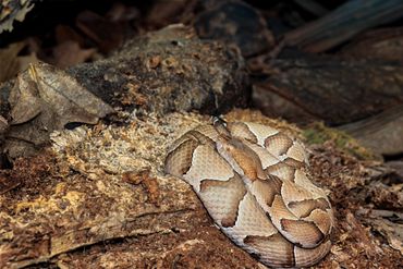 Eastern Copperhead
Agkistrodon contortrix
Venomous