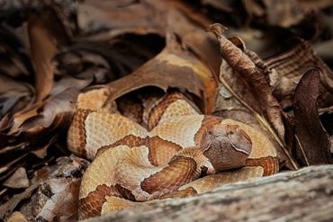 Eastern Copperhead
Agkistrodon contortrix
Venomous