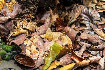 Eastern Copperhead
Agkistrodon contortrix
Venomous