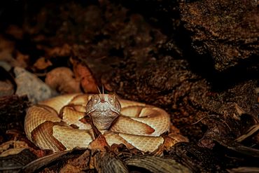 Eastern Copperhead
Agkistrodon contortrix
Venomous