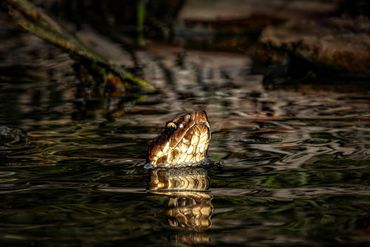 Northern Cottonmouth
Agkistrodon piscivorus
Venomous