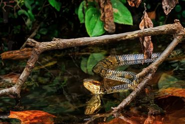 Northern Cottonmouth
Agkistrodon piscivorus
Venomous