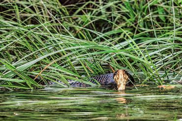 Northern Cottonmouth
Agkistrodon piscivorus
Venomous