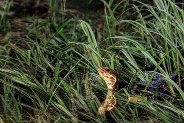 Northern Cottonmouth
Agkistrodon piscivorus
Venomous