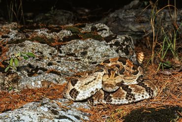 Timber Rattlesnake
Crotalus horridus
Venomous