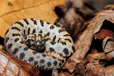 Western Pygmy Rattlesnake Neonate
Sistrurus miliarius streckeri
Venomous