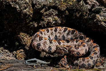 Western Pygmy Rattlesnake
Sistrurus miliarius streckeri
Venomous