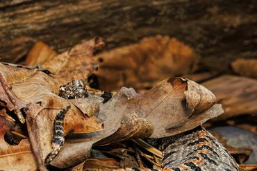 Western Pygmy Rattlesnake
Sistrurus miliarius streckeri
Venomous