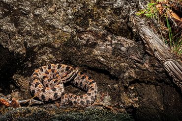 Western Pygmy Rattlesnake
Sistrurus miliarius streckeri
Venomous