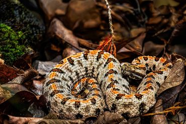 Western Pygmy Rattlesnake
Sistrurus miliarius streckeri
Venomous