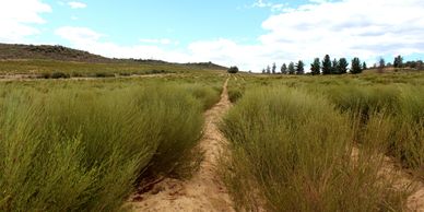 Rooibos Field