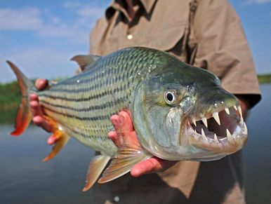 Zambezi river fishing