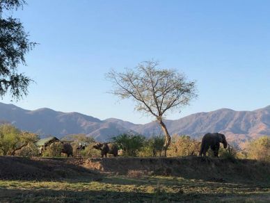 Elephants at Bubezi Camp