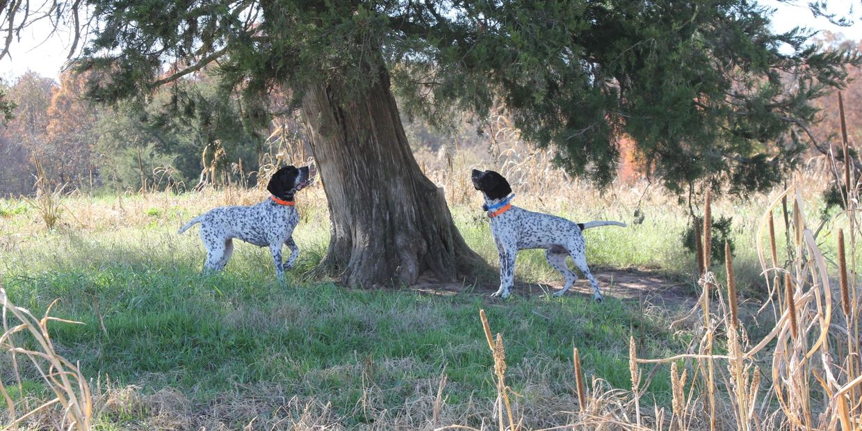 "It is not a coon, it is a quail that we broke from the covey earlier in the day."