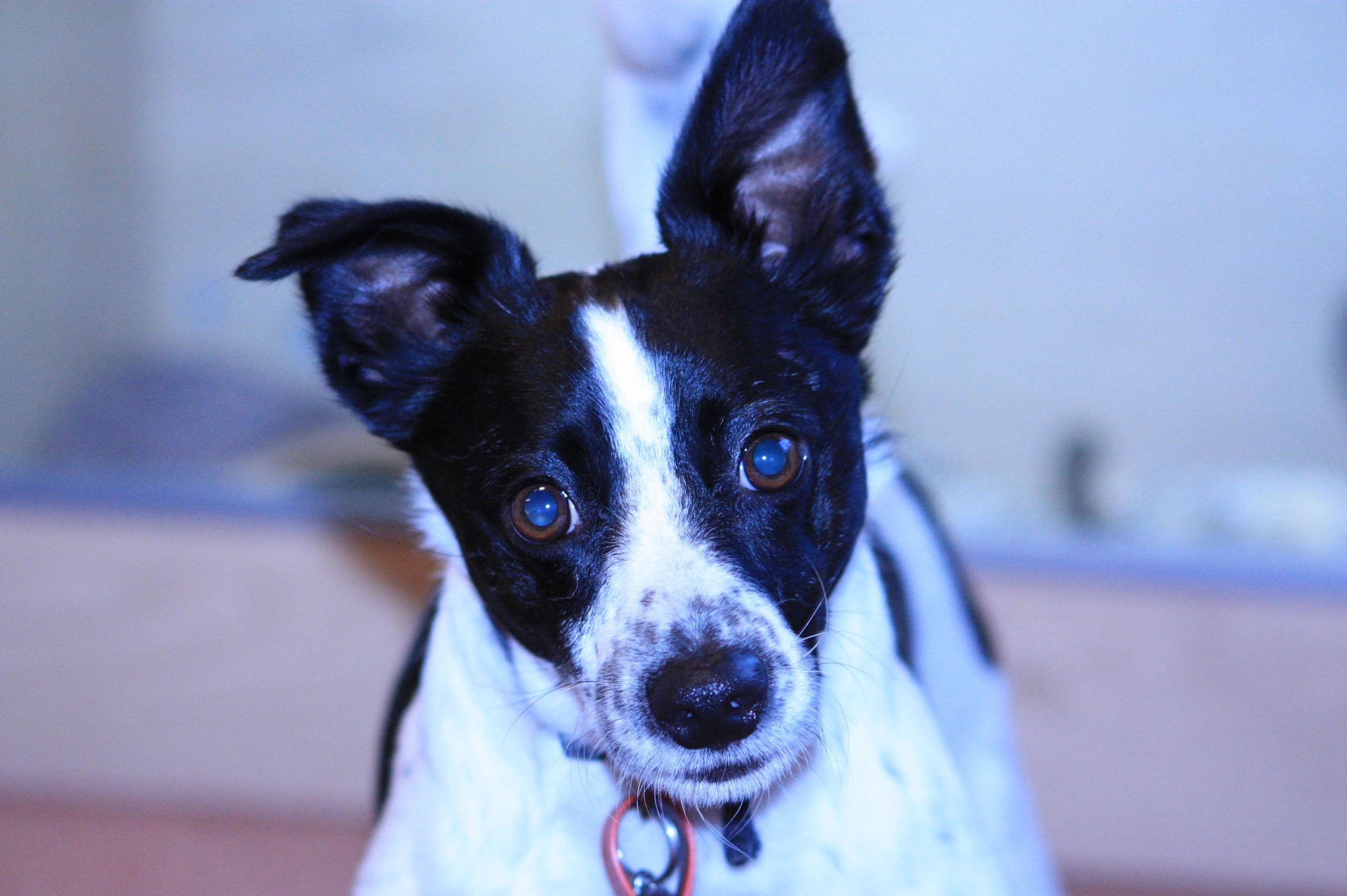 PAW Services Medway Dog Walking, Pet Sitting