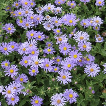 purple asters