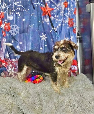 PELUCHIE IS AVAILABLE FOR ADOPTION